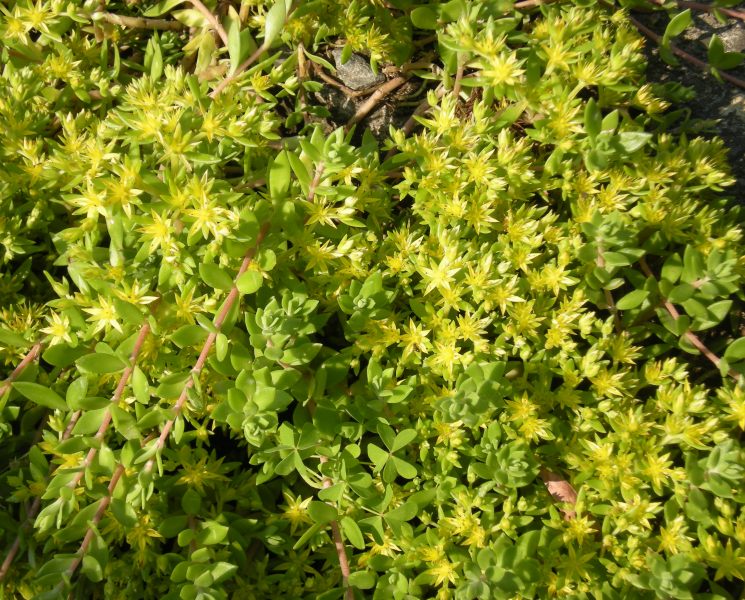 �������̖݂�