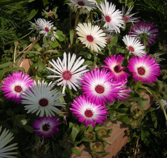 �������̖݂�