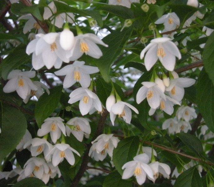 �������̖݂�