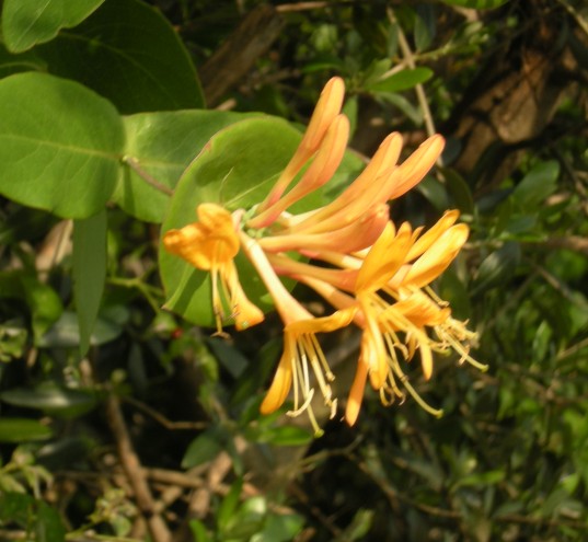 �������̖݂�