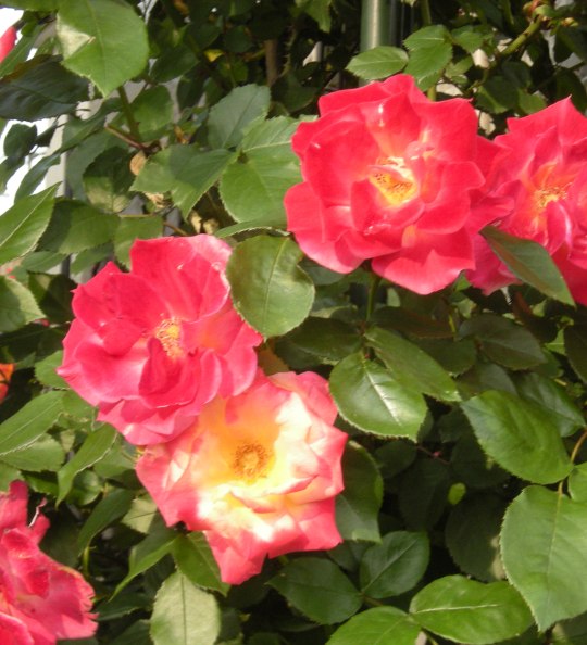 �������̖݂�