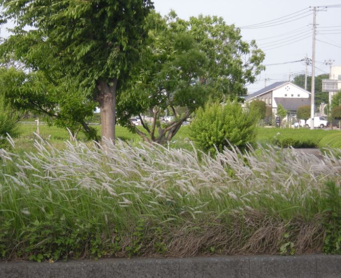 �������̖݂�