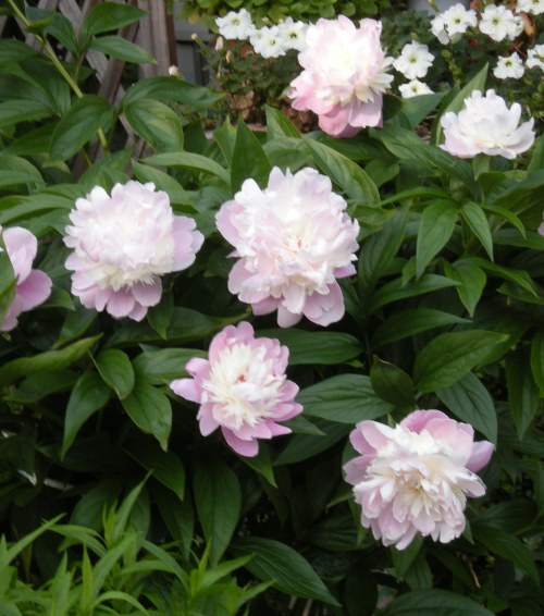 �������̖݂�