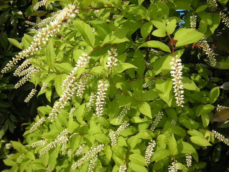 �������̖݂�