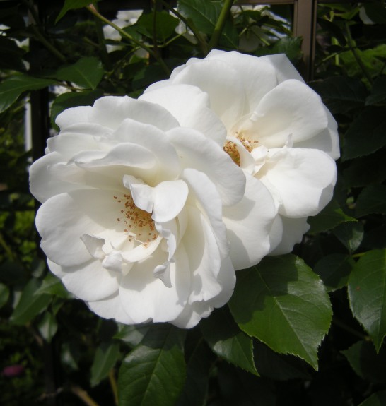 �������̖݂�