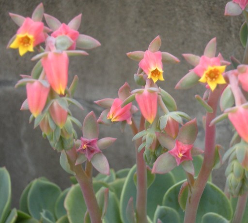 �������̖݂�