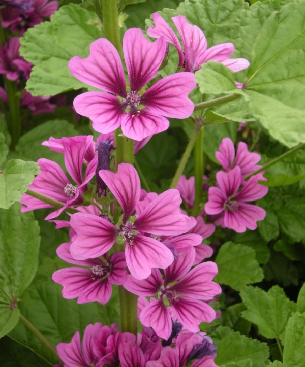 �������̖݂�