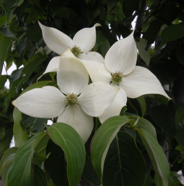 �������̖݂�