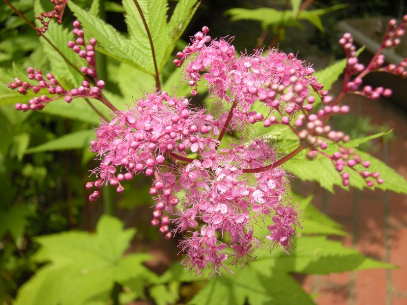 �������̖݂�