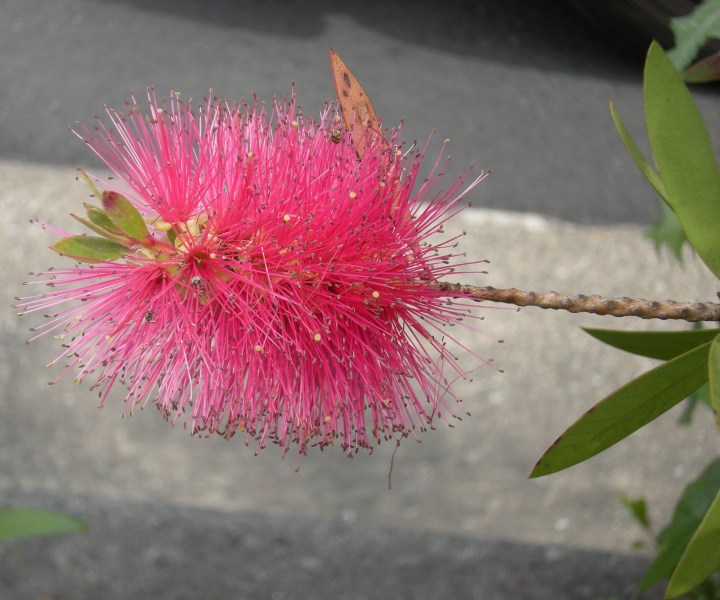 �������̖݂�