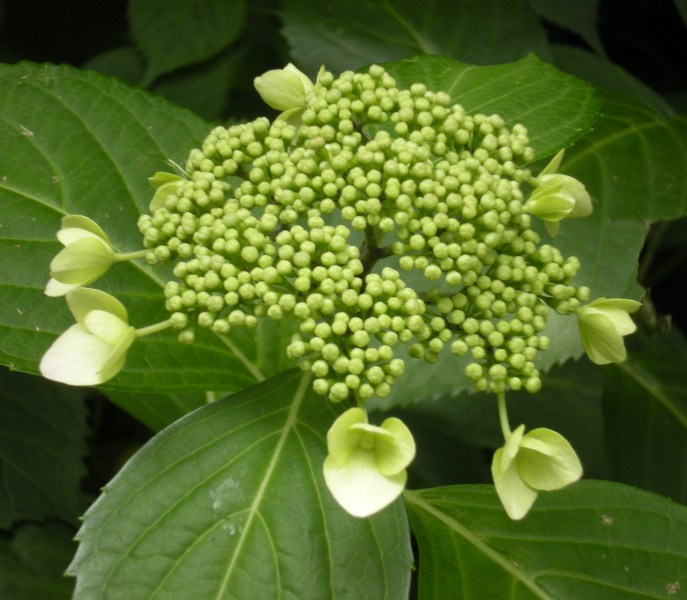 �������̖݂�