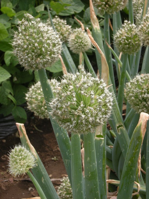 �������̖݂�