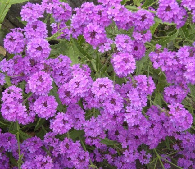 �������̖݂�