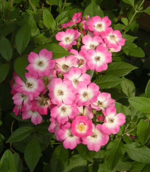 �������̖݂�