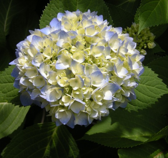 �������̖݂�