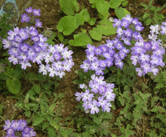 �������̖݂�