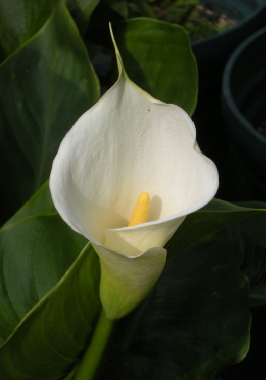 �������̖݂�