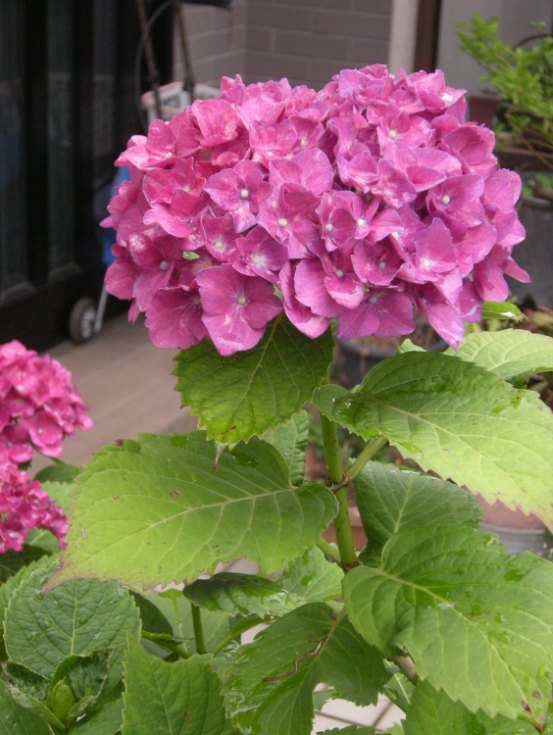 �������̖݂�