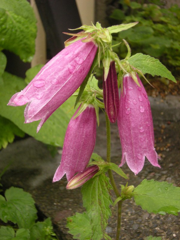 �������̖݂�