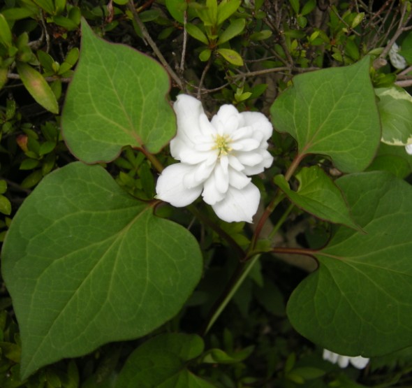 �������̖݂�