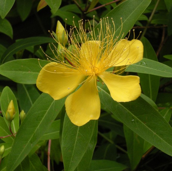 �������̖݂�