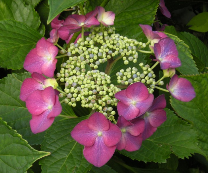 �������̖݂�