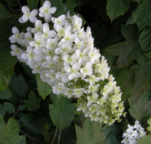 �������̖݂�