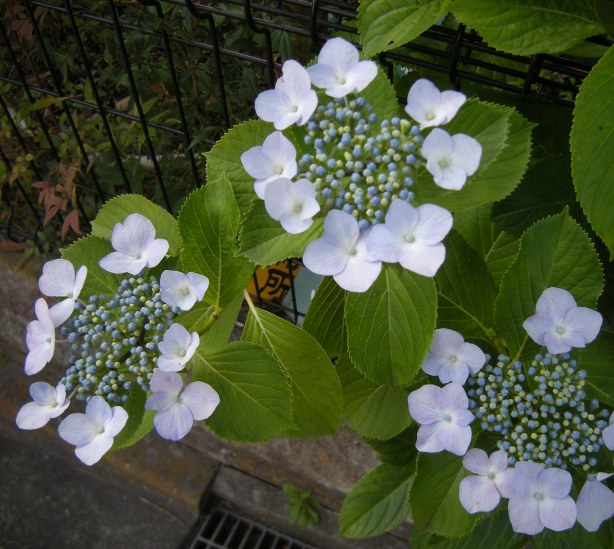 �������̖݂�