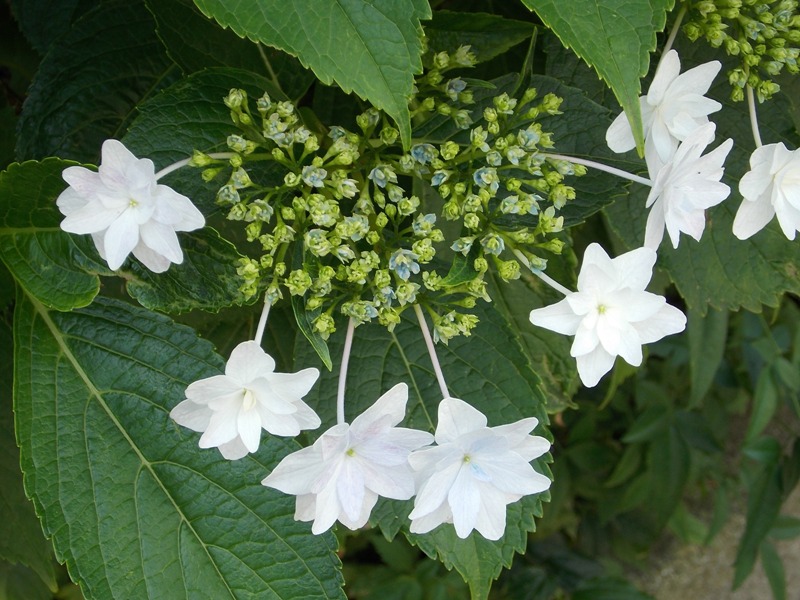 �������̖݂�