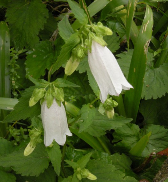 �������̖݂�