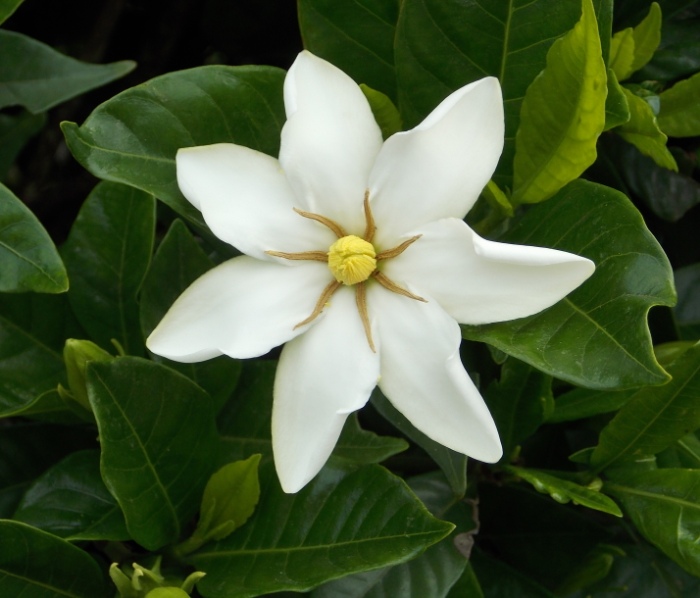 �������̖݂�