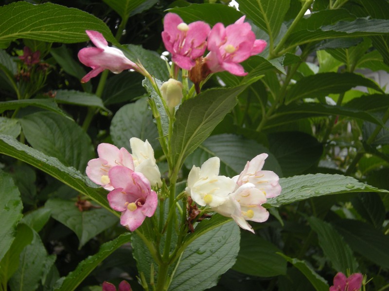 �������̖݂�