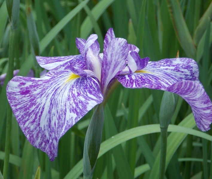 �������̖݂�