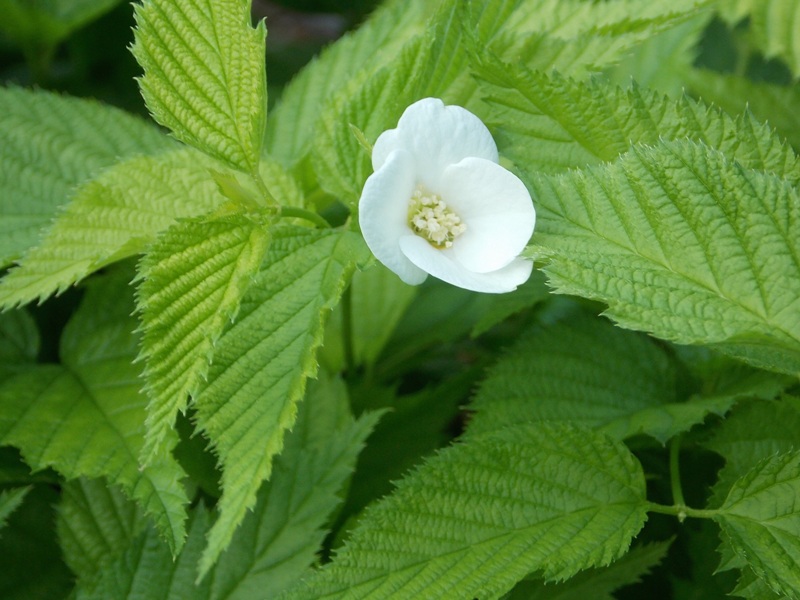 �������̖݂�