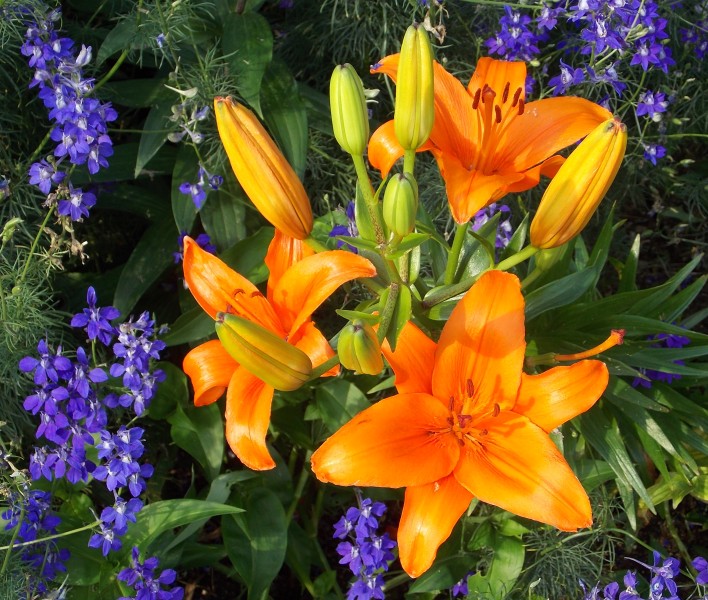 �������̖݂�