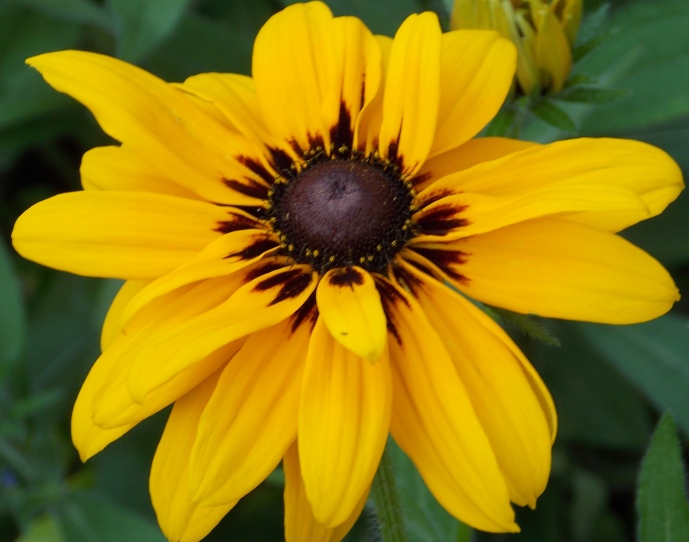 �������̖݂�