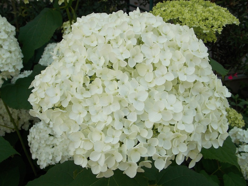 �������̖݂�