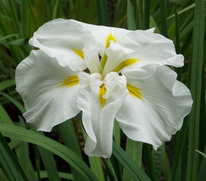 �������̖݂�