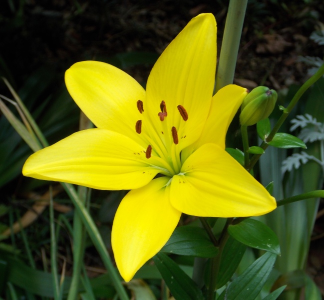 �������̖݂�