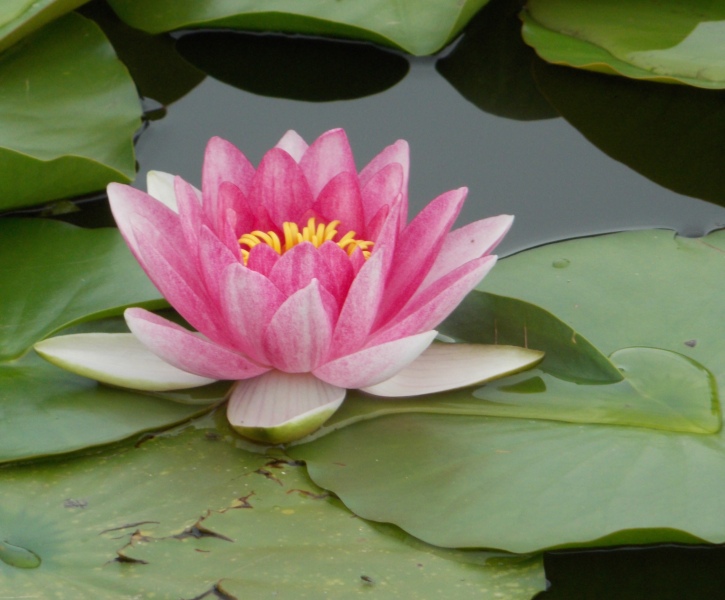 �������̖݂�