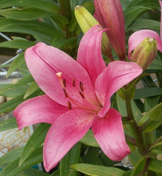 �������̖݂�