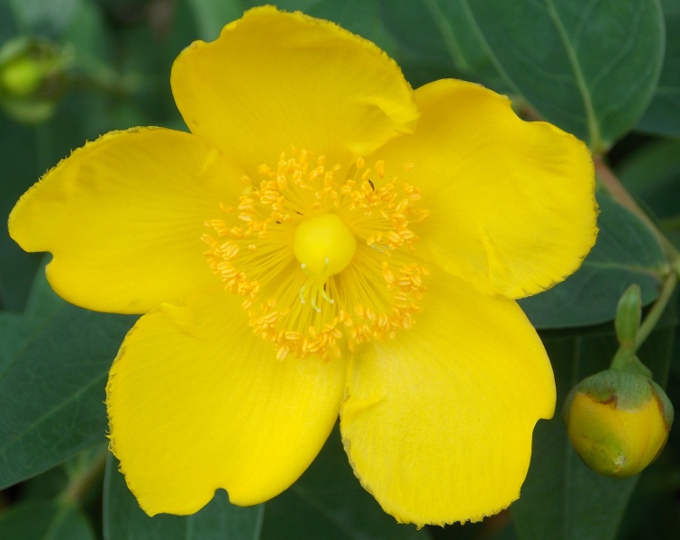 �������̖݂�