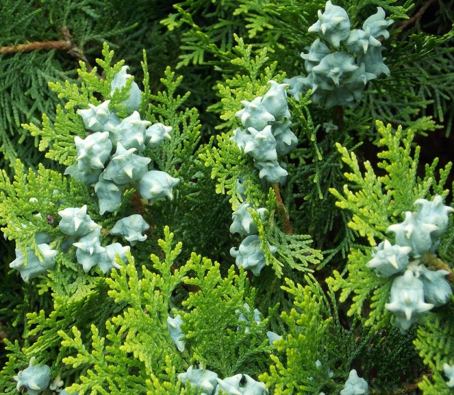 �������̖݂�