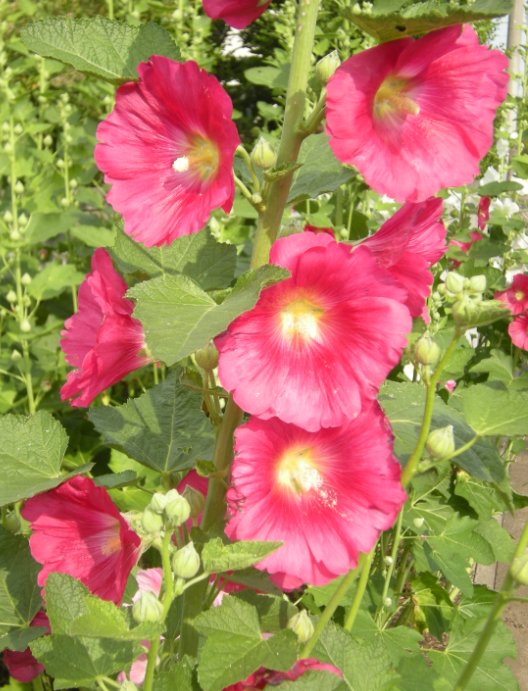 �������̖݂�