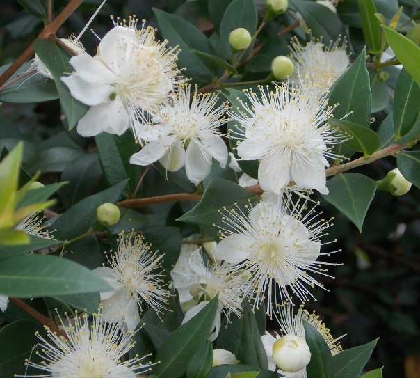 �������̖݂�