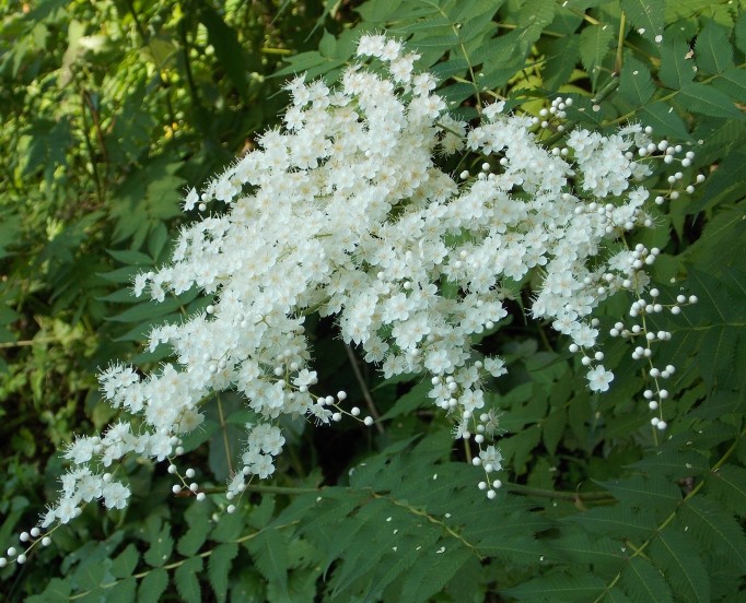 �������̖݂�