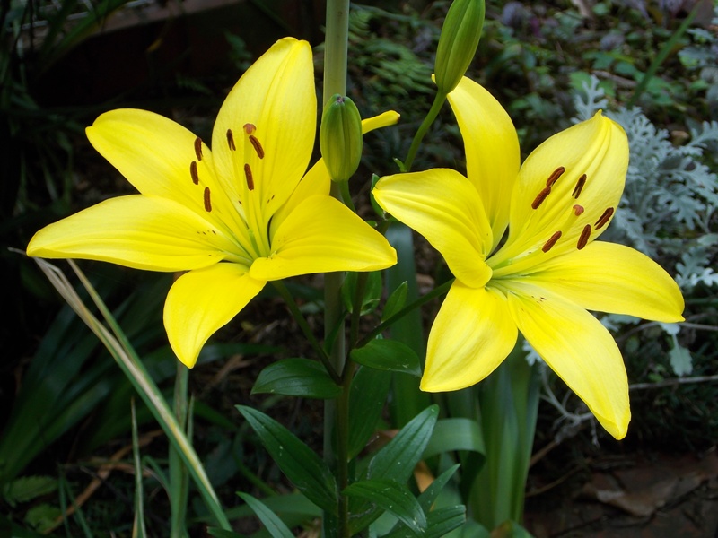 �������̖݂�