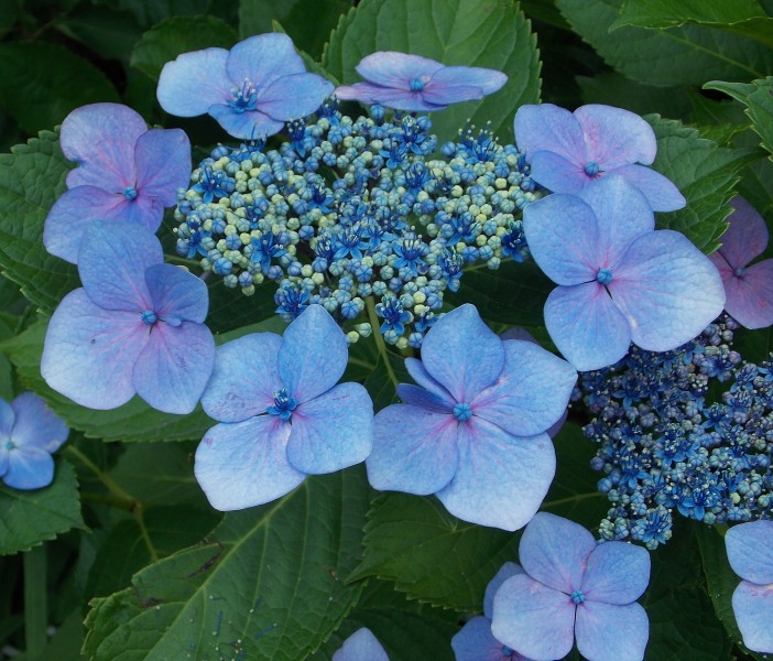 �������̖݂�