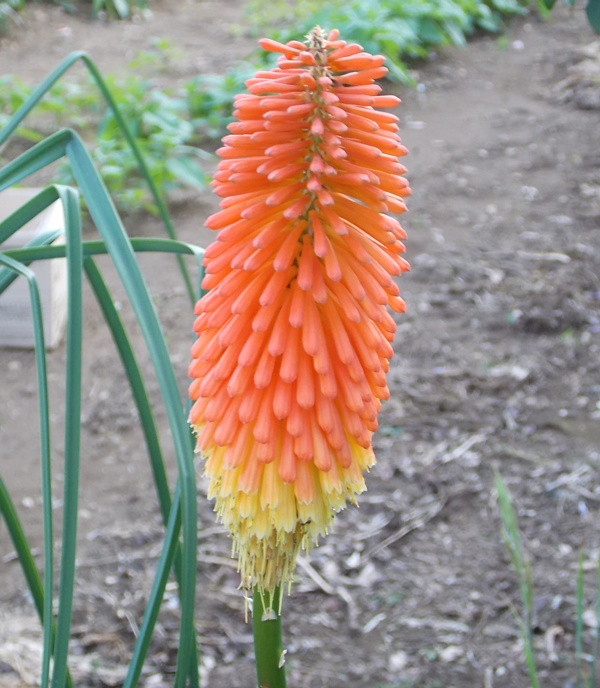 �������̖݂�