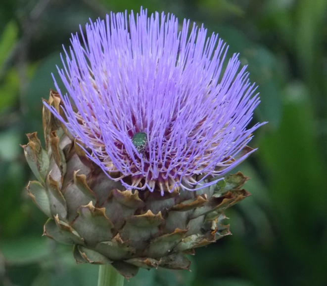 �������̖݂�